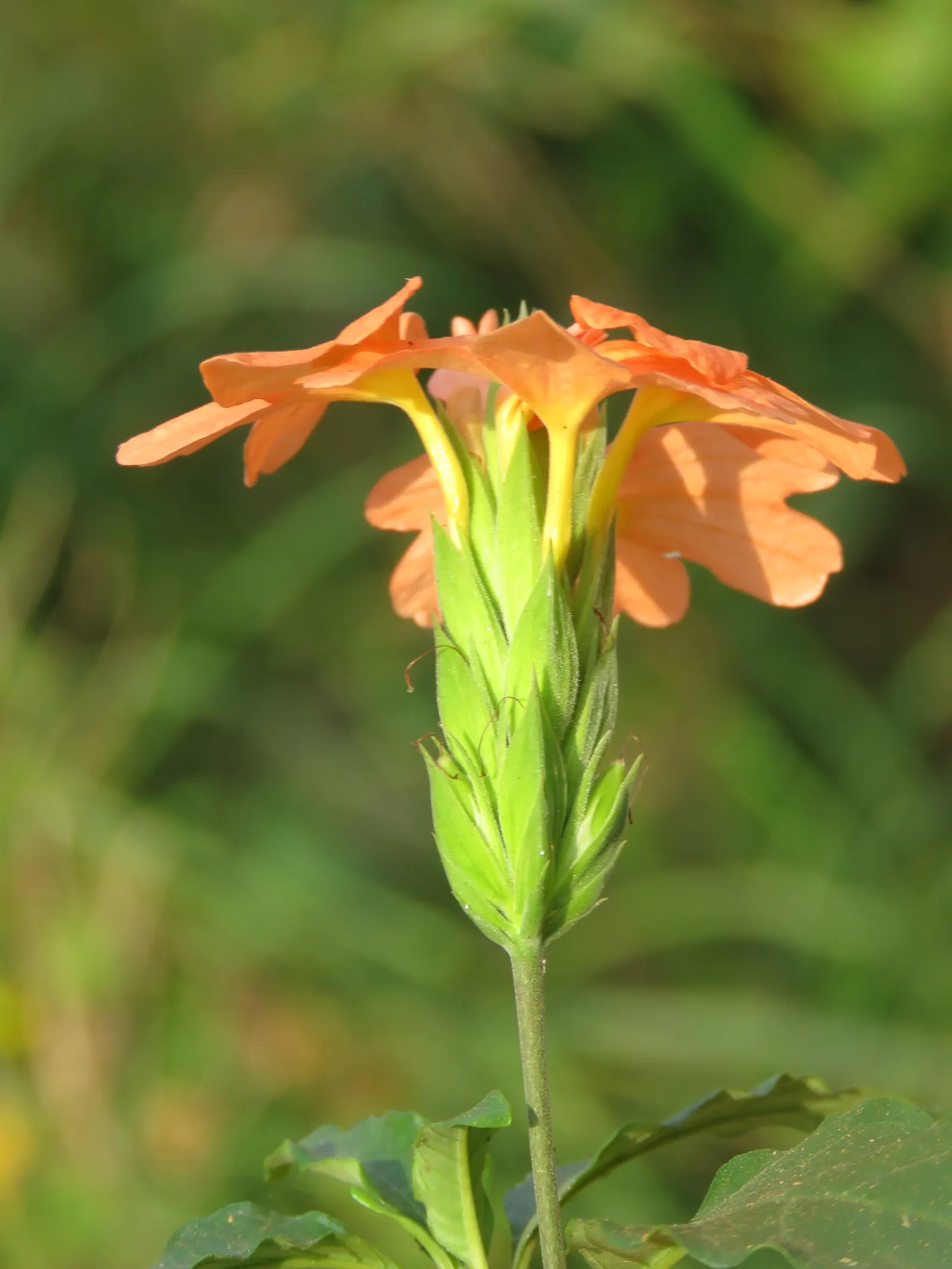 Firecracker Flower (Crossandra Infundibuliformis) — shrub for full or half or shade