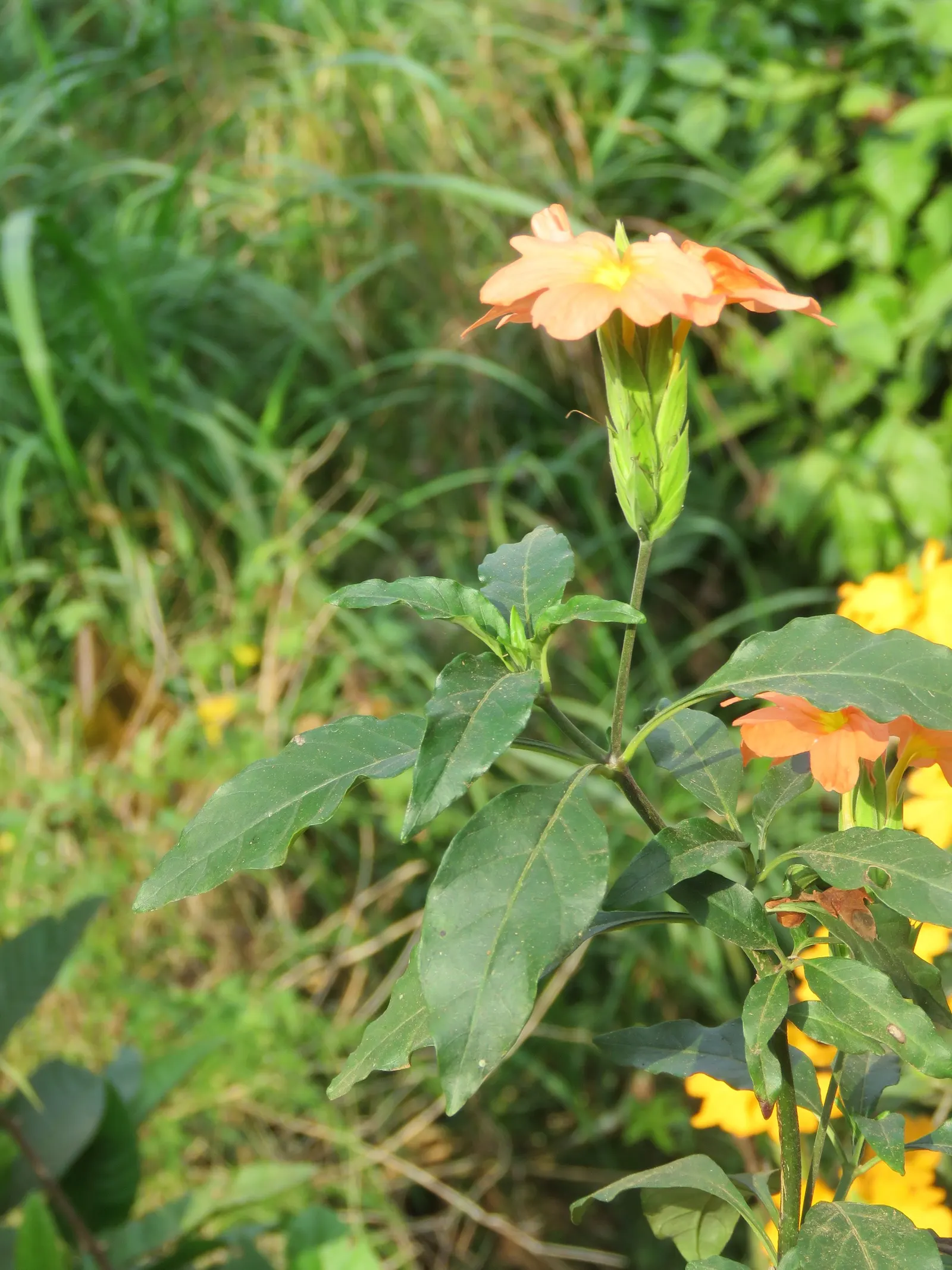 Firecracker Flower (Crossandra Infundibuliformis) — Originating from South India and Sri Lanka; its glossy foliage and continuous blooms add exotic appeal to