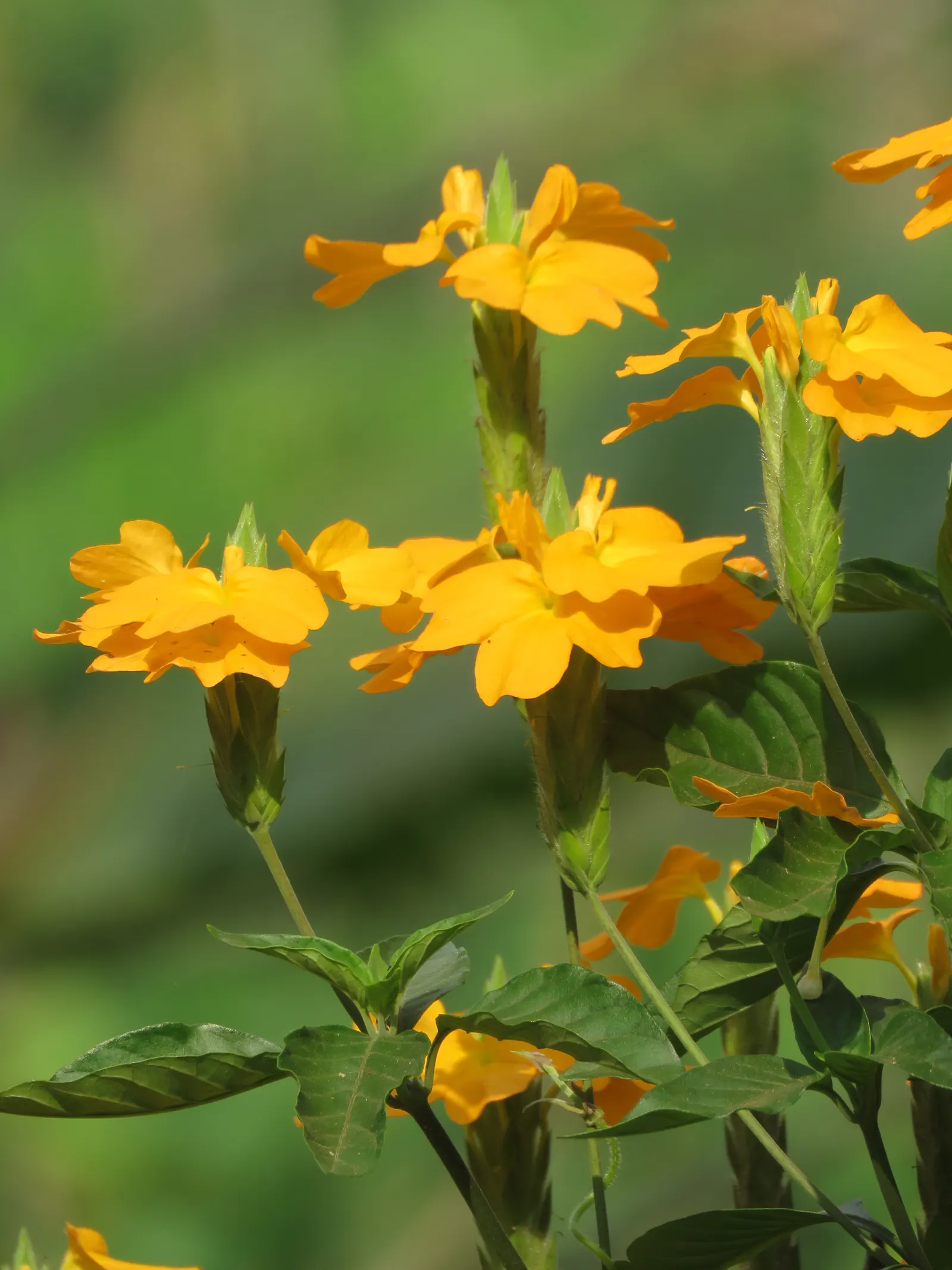 Firecracker Flower (Crossandra Infundibuliformis) — shrub with orange blooms; typically growing 1 to 3 feet tall and about 1 to 2 feet wide, image 80