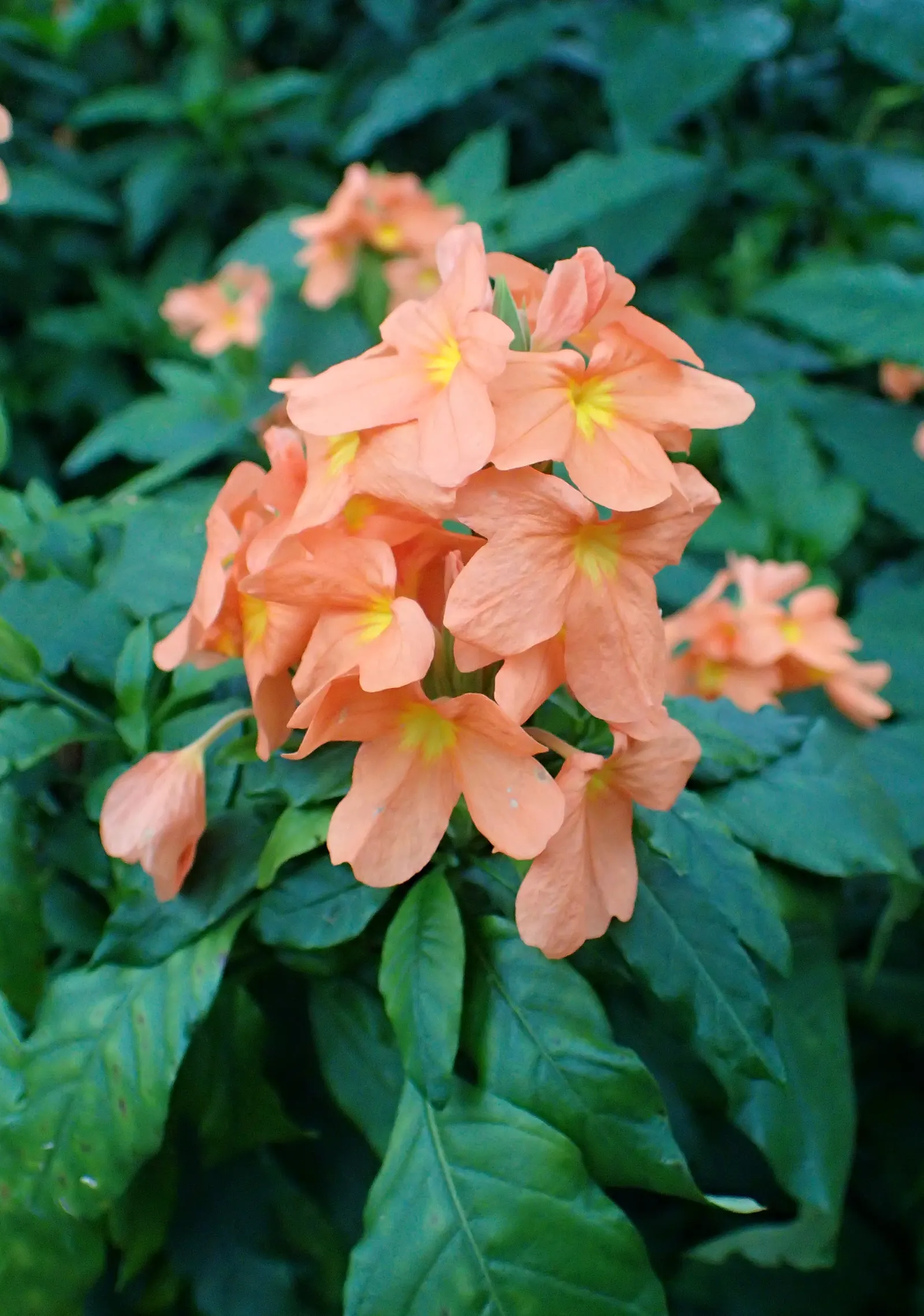 Firecracker Flower (Crossandra Infundibuliformis) — the Crossandra thrives best in USDA Hardiness Zones 9 to 11