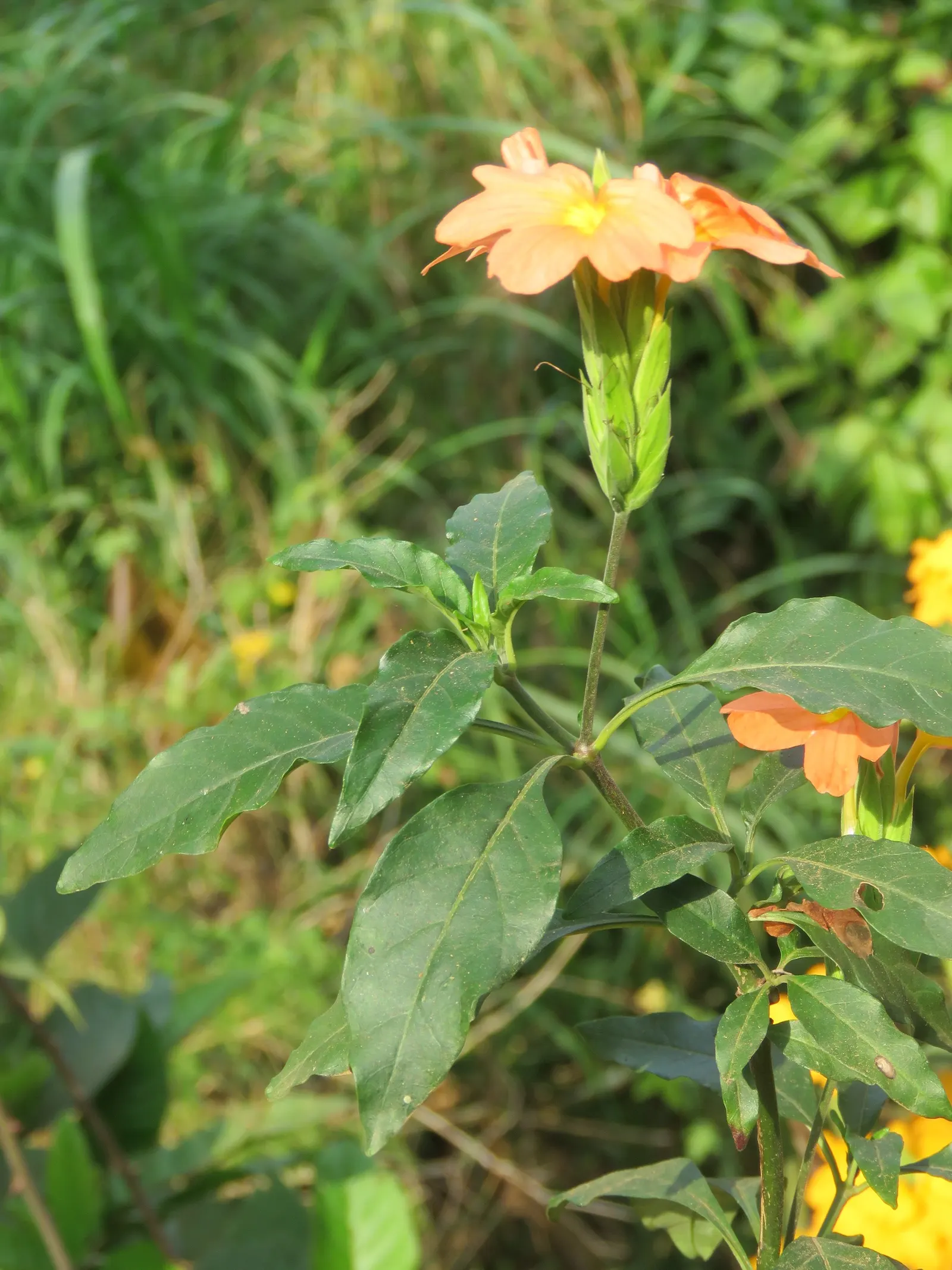Firecracker Flower (Crossandra Infundibuliformis) — the Crossandra thrives best in USDA Hardiness Zones 9 to 11; scientifically known as Crossandra, image 67