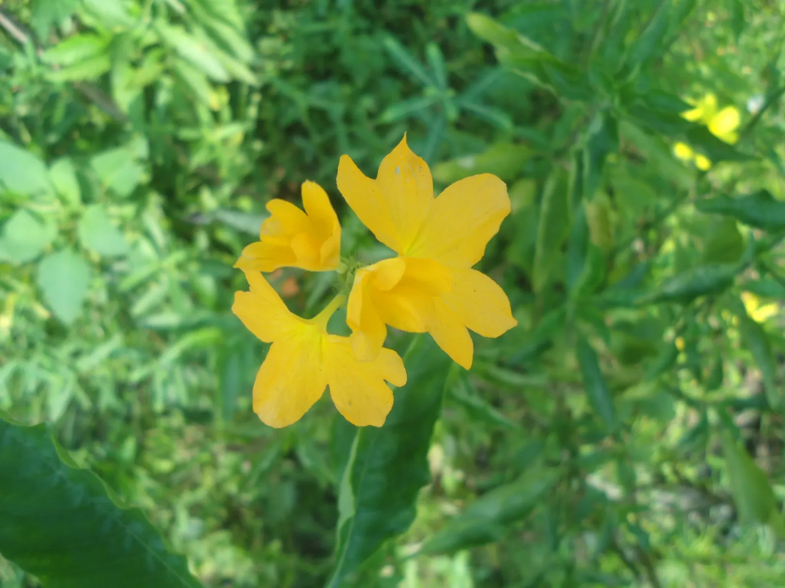 Firecracker Flower (Crossandra Infundibuliformis) — it is important to protect it from the harsh midday sun, image 50
