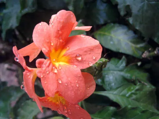 Firecracker Flower (Crossandra Infundibuliformis) — shrub with orange blooms