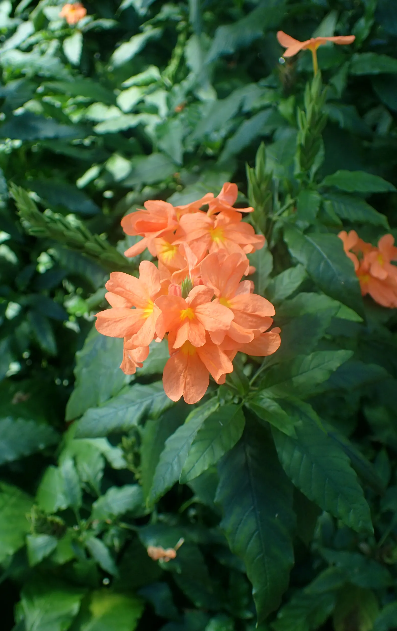 Firecracker Flower (Crossandra Infundibuliformis) — While it's a heat-loving species; this plant has a modest size