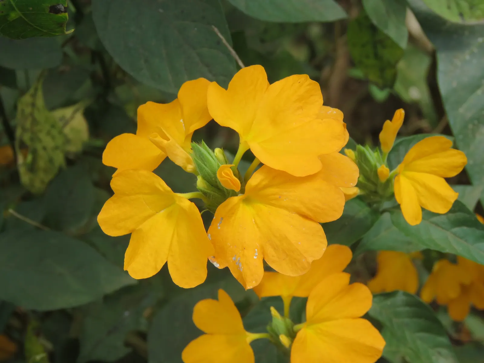 Firecracker Flower (Crossandra Infundibuliformis) — well-draining soil and benefits from regular feeding during the growing season; originating from South