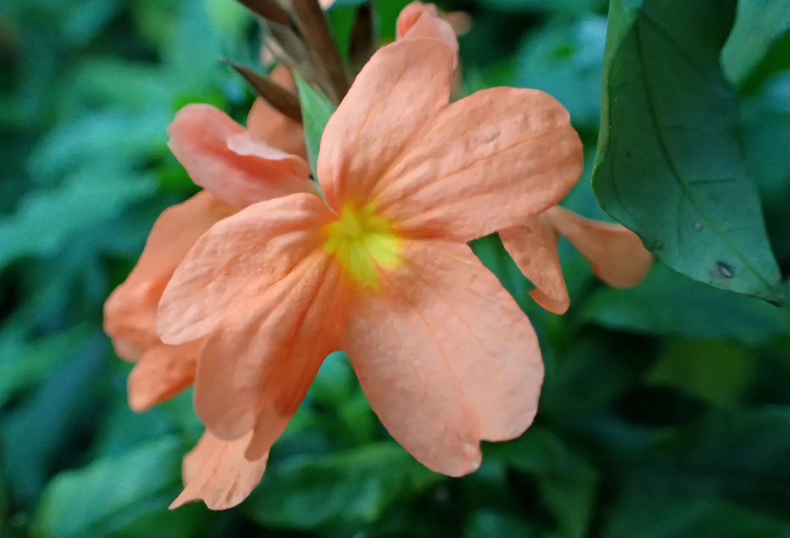 Firecracker Flower (Crossandra Infundibuliformis) — Ideal for garden beds or containers