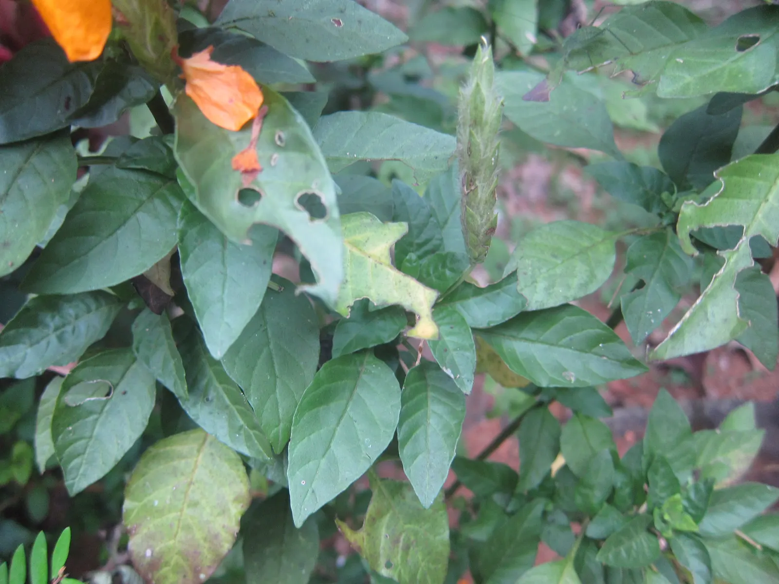 Firecracker Flower (Crossandra Infundibuliformis) — and enjoys a spot with plenty of indirect sunlight and high humidity, image 41