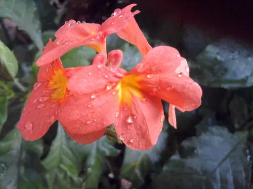 Firecracker Flower (Crossandra Infundibuliformis) — It prefers partial shade and moist, well-draining soil; so it's well-suited for borders