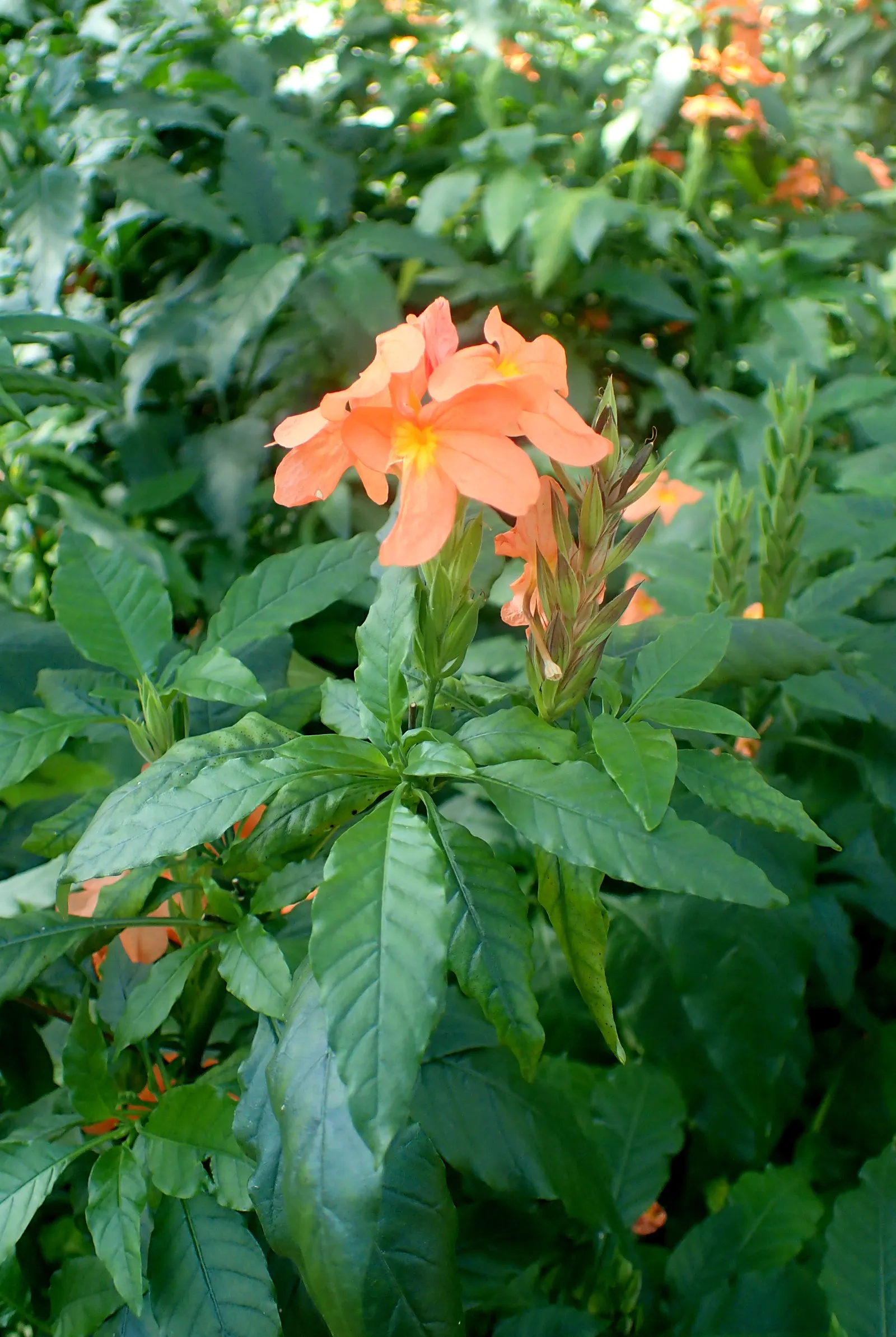Firecracker Flower (Crossandra Infundibuliformis) — is a vibrant tropical perennial that can add a flush of lively color to any landscape design; shrub with