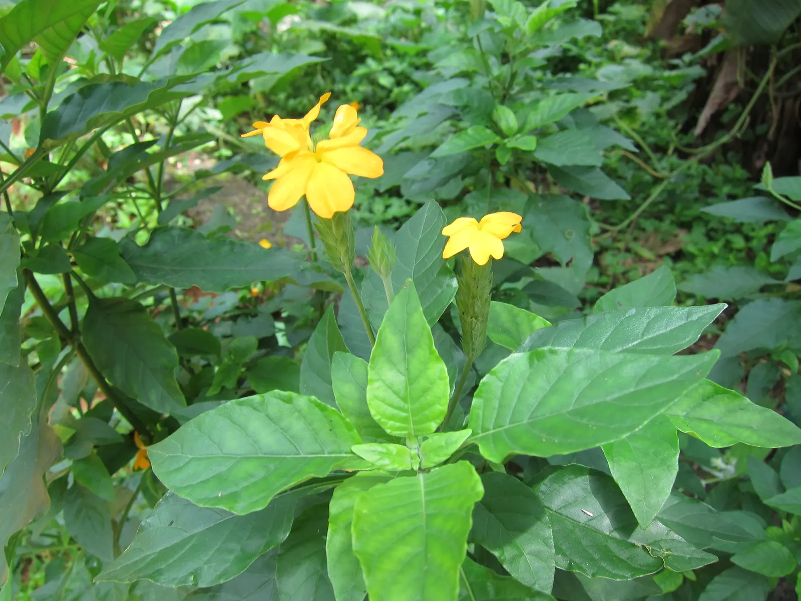 Firecracker Flower (Crossandra Infundibuliformis) — Originating from South India and Sri Lanka