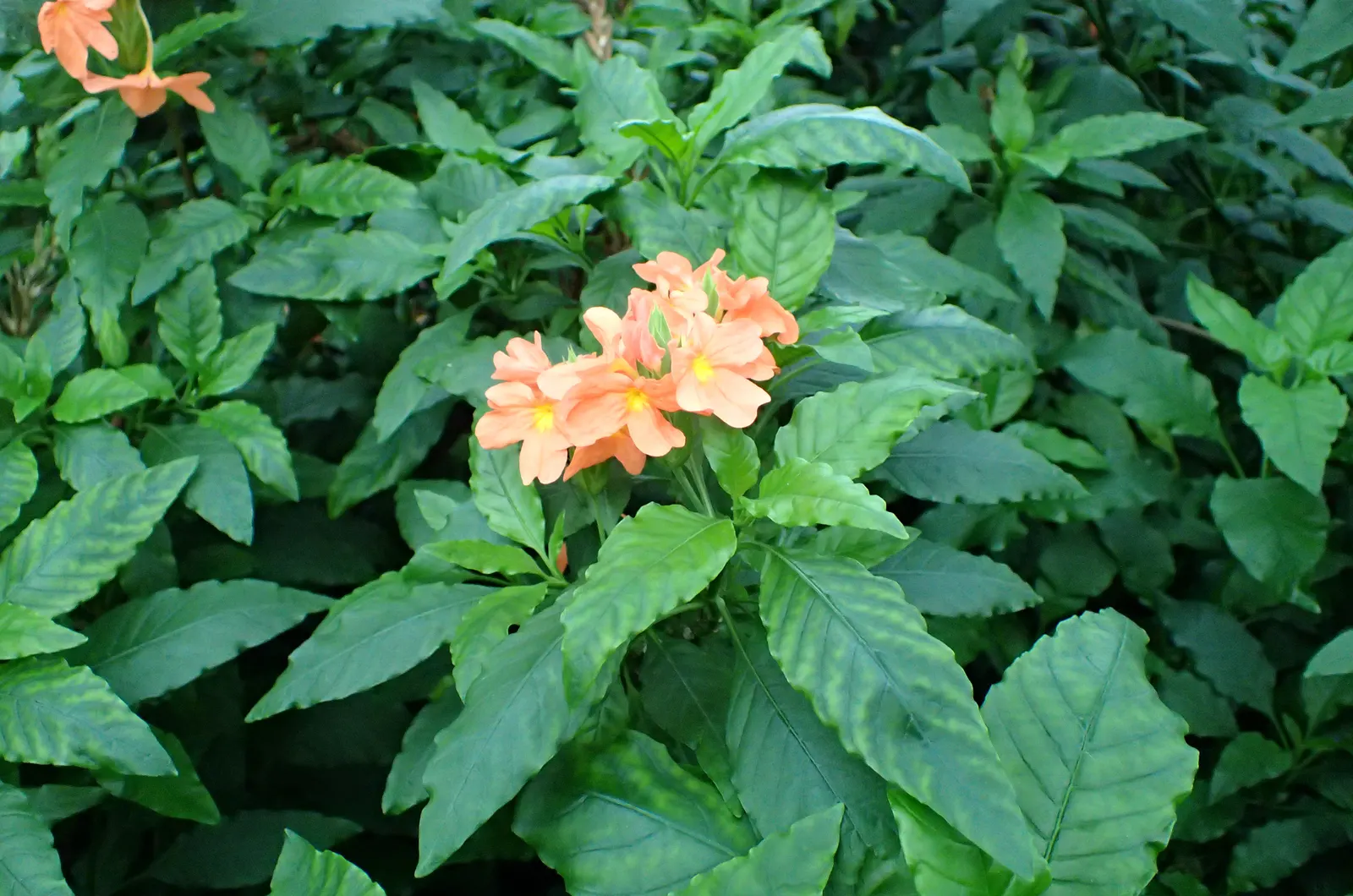Firecracker Flower (Crossandra Infundibuliformis) — and enjoys a spot with plenty of indirect sunlight and high humidity