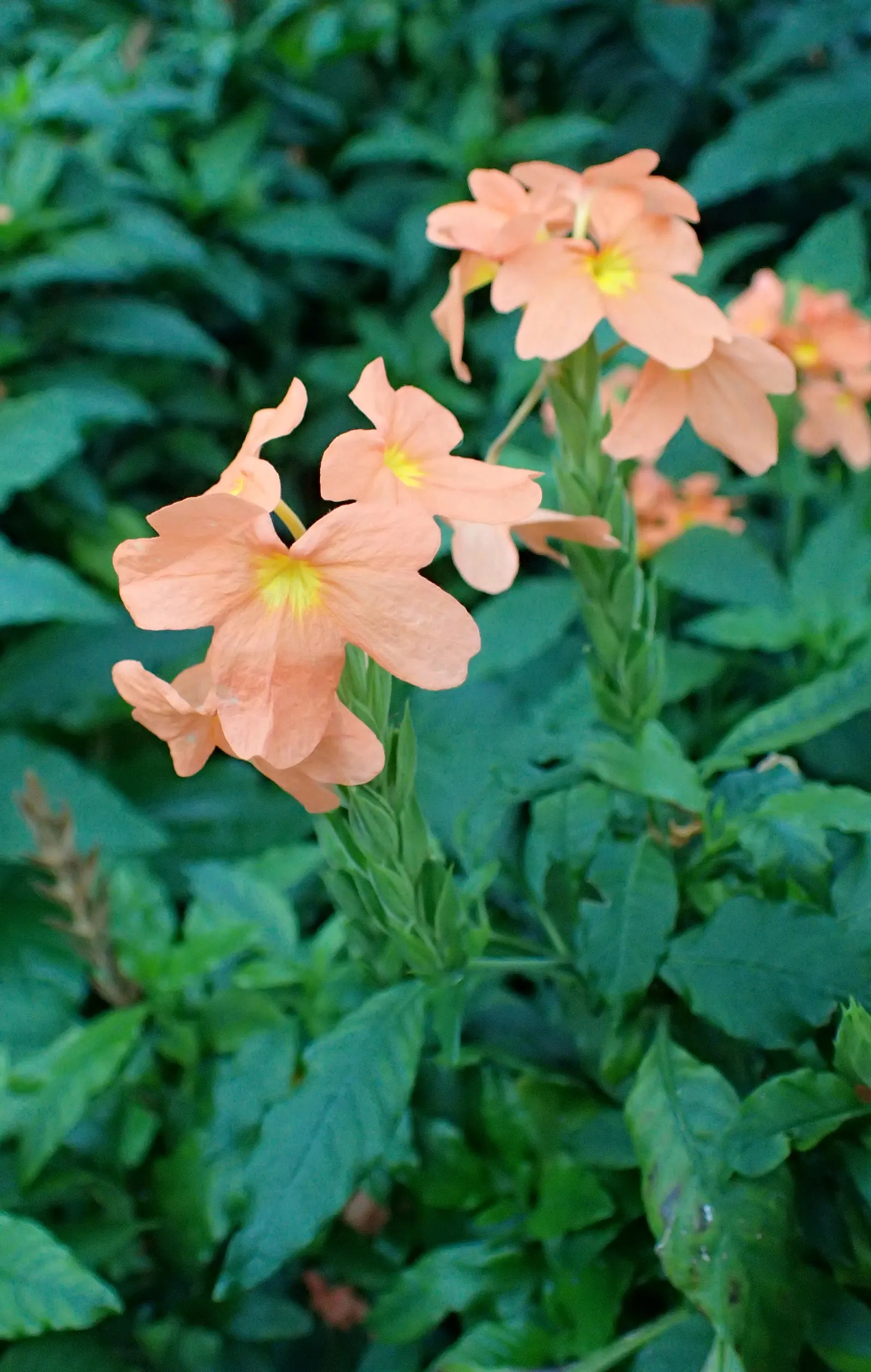 Firecracker Flower (Crossandra Infundibuliformis) — well-draining soil and benefits from regular feeding during the growing season; originating, image 75
