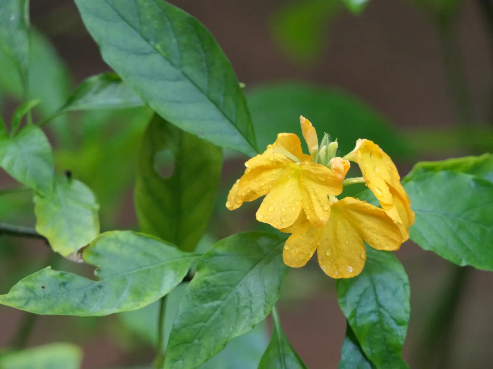 Firecracker Flower (Crossandra Infundibuliformis) — shrub for full or half or shade; so partial shade locations are optimal