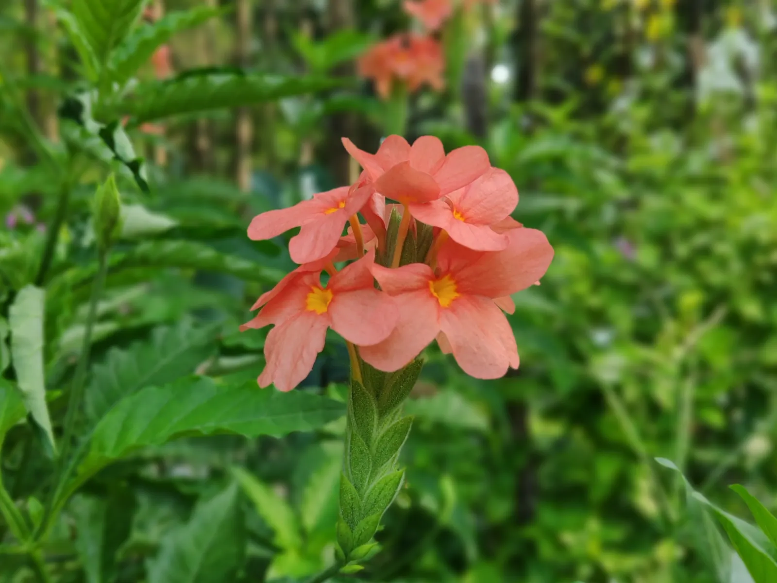Firecracker Flower (Crossandra Infundibuliformis) — typically growing 1 to 3 feet tall and about 1 to 2 feet wide; is a vibrant tropical perennial, image 71