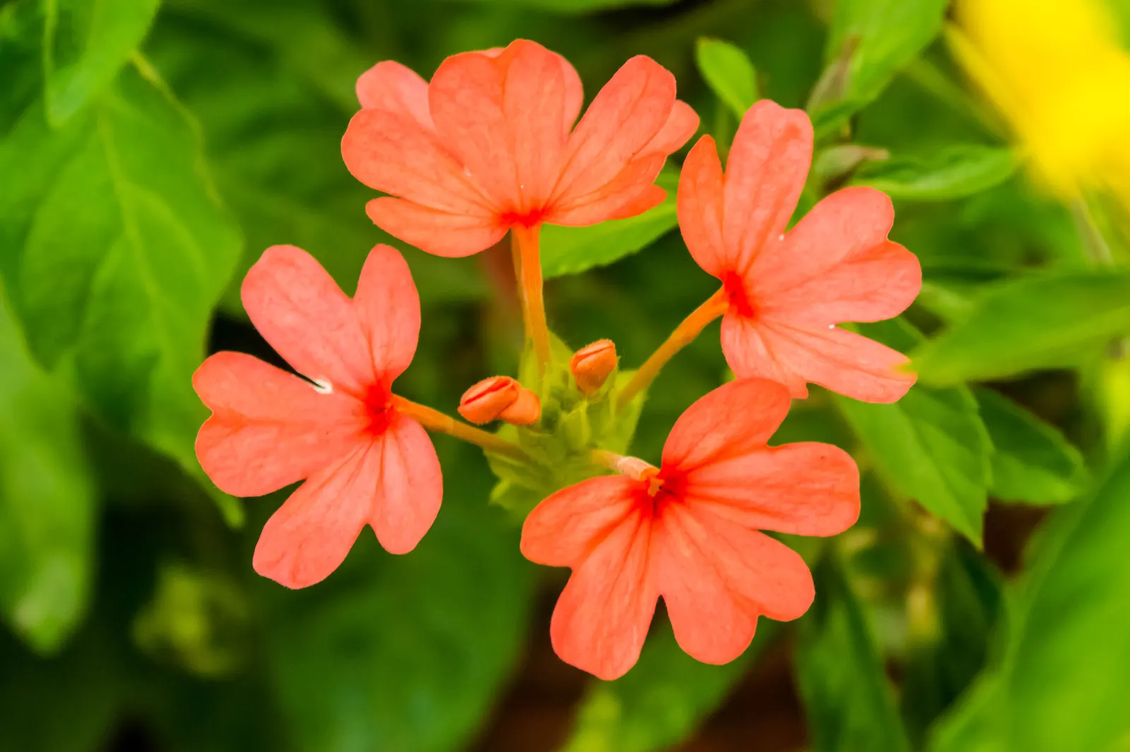 Firecracker Flower (Crossandra Infundibuliformis) — Thriving in USDA zones 10-11, it reaches 1-3 feet in height and spreads up to 2 feet