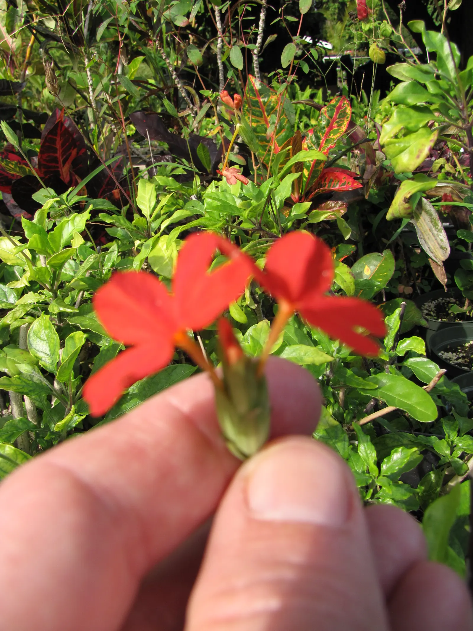 Firecracker Flower (Crossandra Infundibuliformis) — its glossy foliage and continuous blooms add exotic appeal to warm climate landscapes