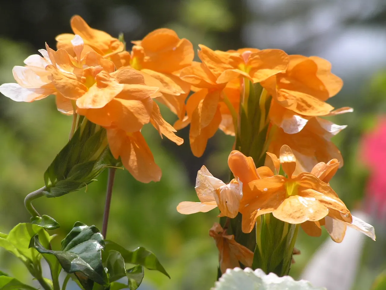 Firecracker Flower (Crossandra Infundibuliformis) — it is important to protect it from the harsh midday sun