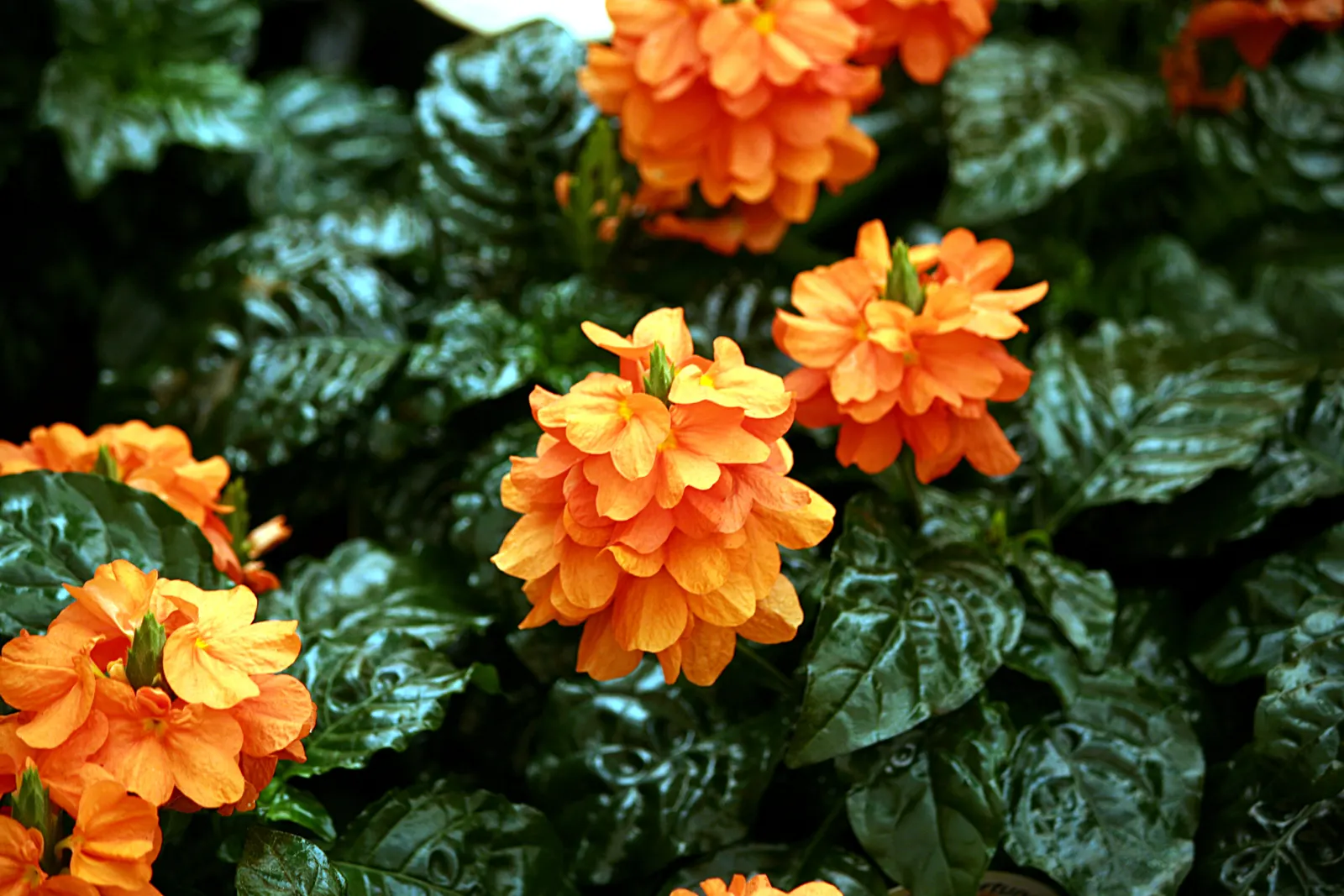 Firecracker Flower (Crossandra Infundibuliformis) — shrub for full or half or shade; so partial shade locations are optimal, image 81