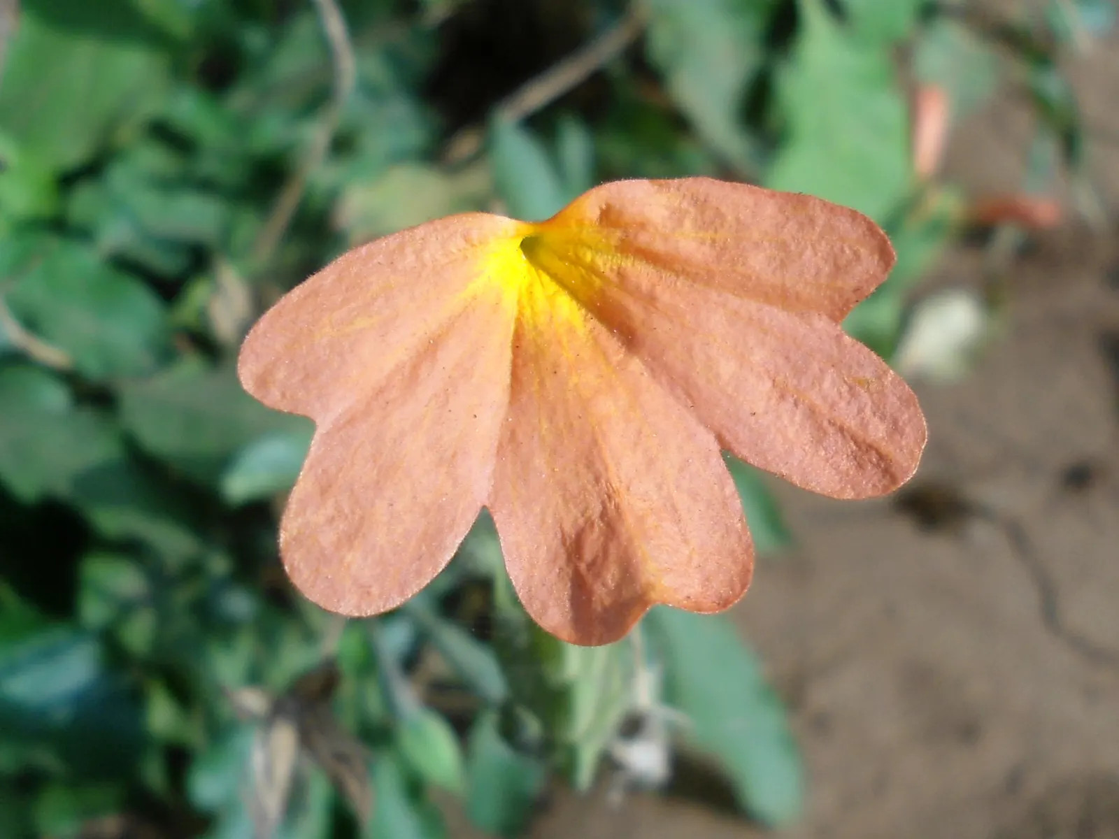 Firecracker Flower (Crossandra Infundibuliformis) — Thriving in USDA zones 10-11, it reaches 1-3 feet in height and spreads up to 2 feet; or salmon-colored