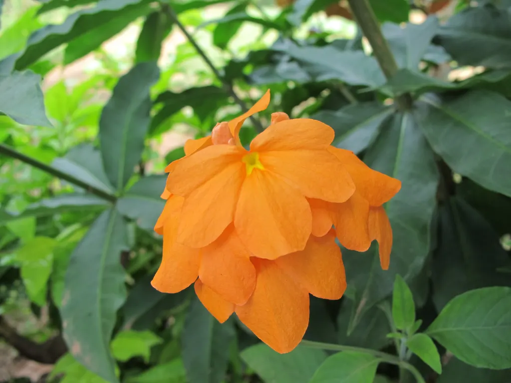 Firecracker Flower (Crossandra Infundibuliformis) — Ideal for garden beds or containers, image 59
