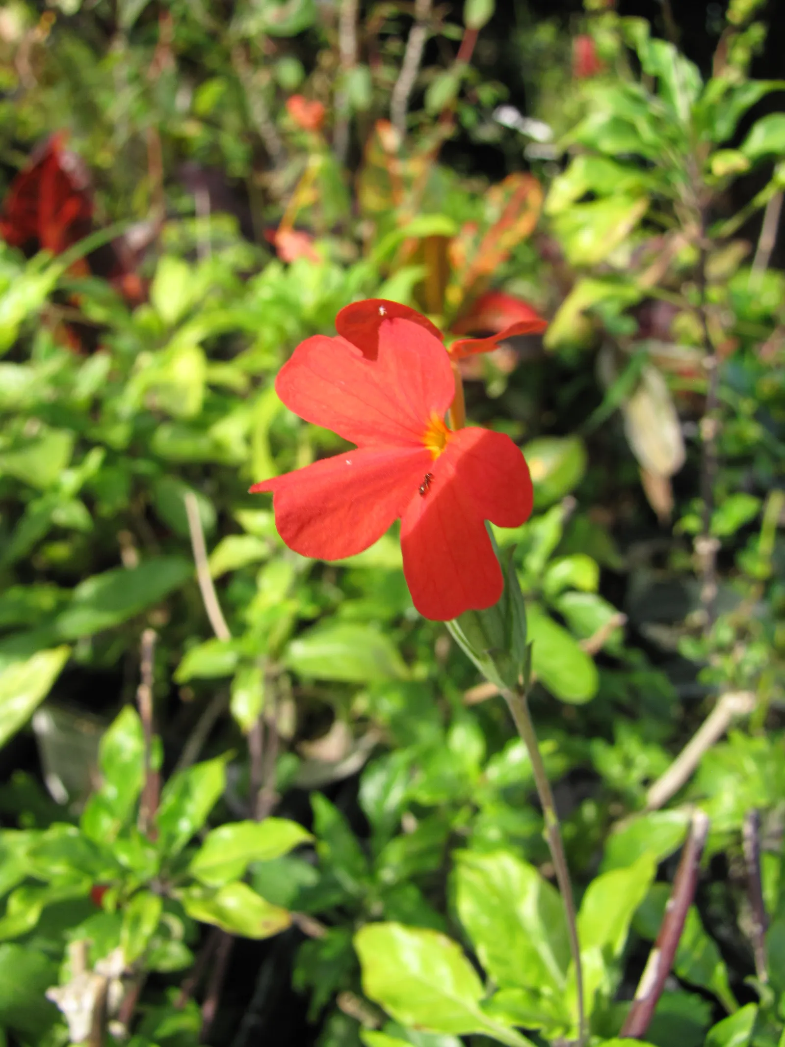 Firecracker Flower (Crossandra Infundibuliformis) — its glossy foliage and continuous blooms add exotic appeal to warm climate landscapes; which can grow up to