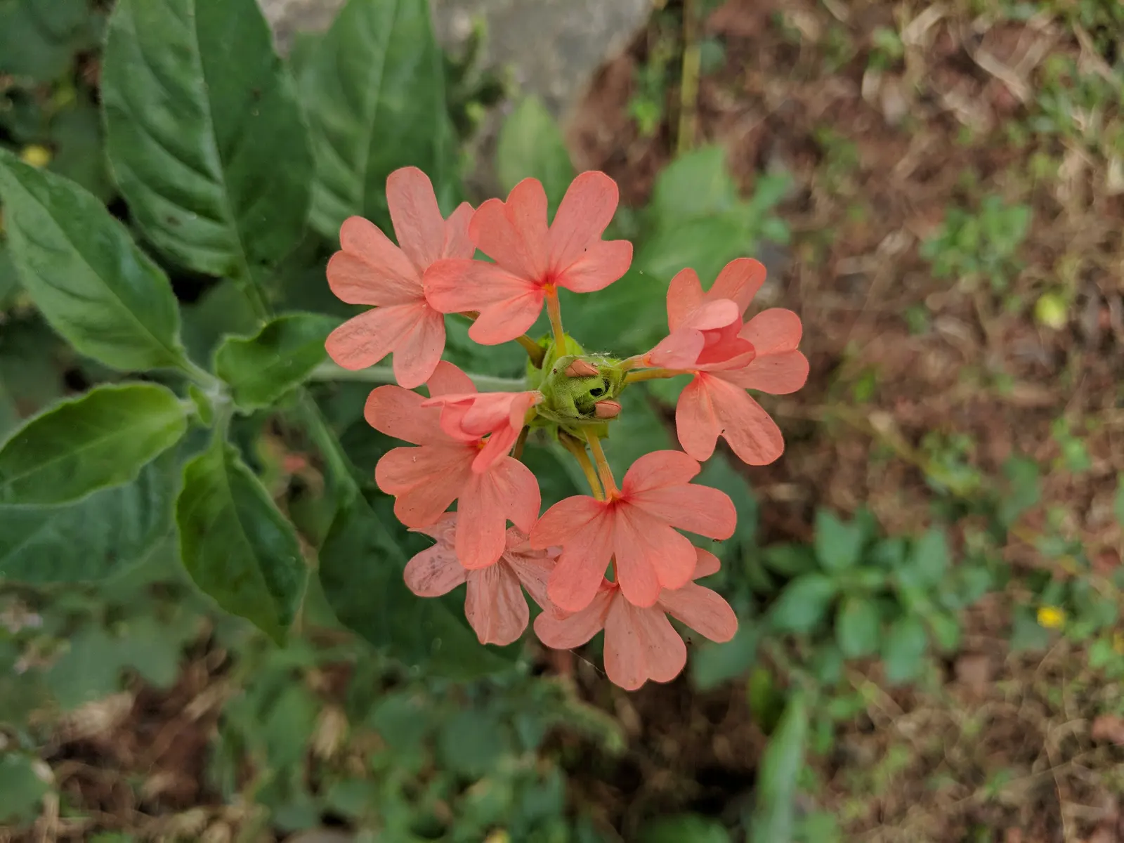 Firecracker Flower (Crossandra Infundibuliformis) — Ideal for garden beds or containers, image 86