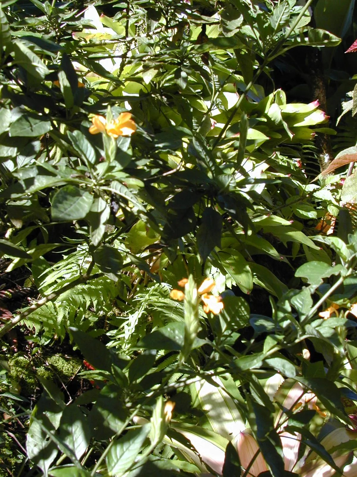 Firecracker Flower (Crossandra Infundibuliformis) — is a vibrant tropical perennial that can add a flush of lively color to any landscape design