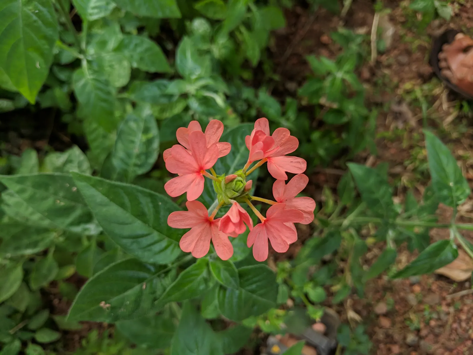 Firecracker Flower (Crossandra Infundibuliformis) — This plant has a modest size