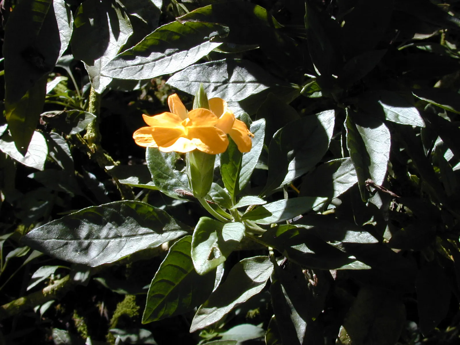 Firecracker Flower (Crossandra Infundibuliformis) — The Firecracker Flower, Crossandra infundibuliformis, offers vibrant color with its bright, image 28