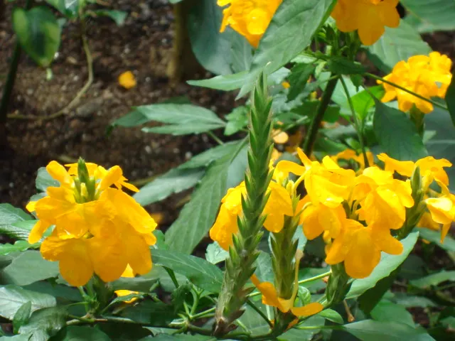 Firecracker Flower (Crossandra Infundibuliformis) — or salmon-colored flowers that resemble a burst of fireworks; the Firecracker Flower requires consistently