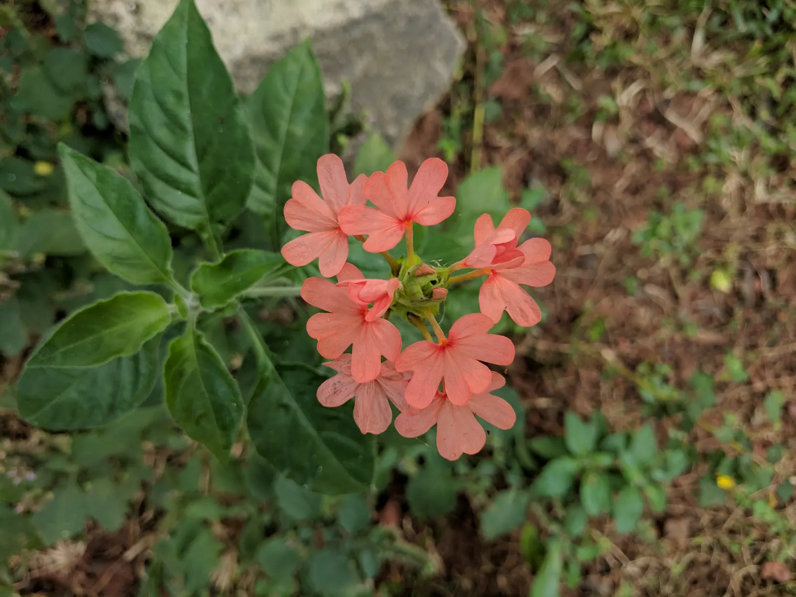 Firecracker Flower (Crossandra Infundibuliformis) — or salmon-colored flowers that resemble a burst of fireworks