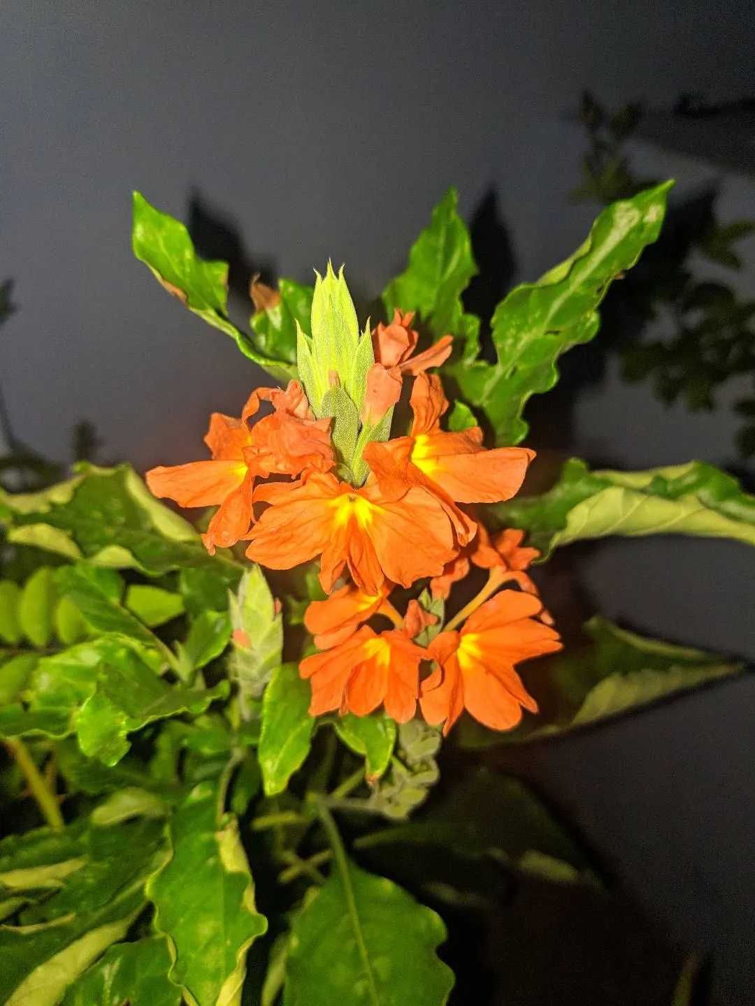 Firecracker Flower (Crossandra Infundibuliformis) — which makes it a perfect choice for garden nooks that need a splash of color; well-draining, image 69