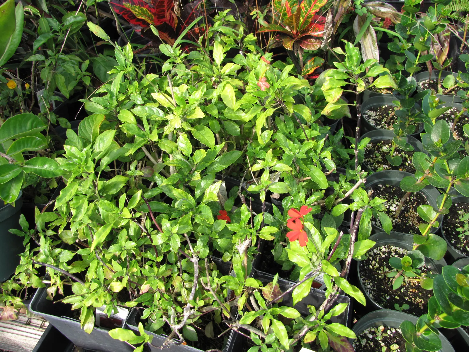 Firecracker Flower (Crossandra Infundibuliformis) — the Firecracker Flower requires consistently moist; thriving in USDA zones 10-11, it reaches 1-3 feet in
