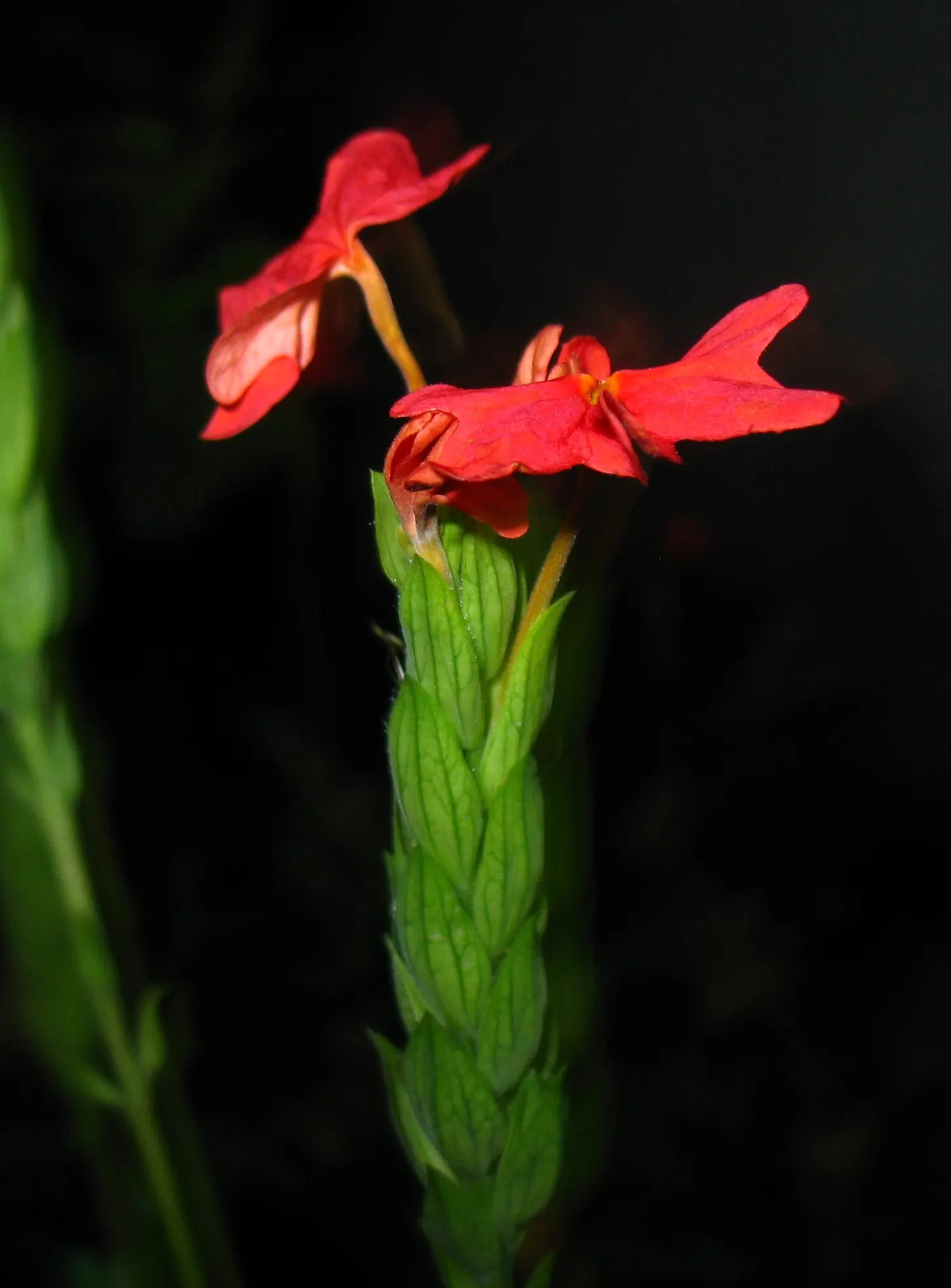 Firecracker Flower (Crossandra Infundibuliformis) — orange flowers in the garden; this lush plant boasts glossy green leaves and a profusion of bright orange