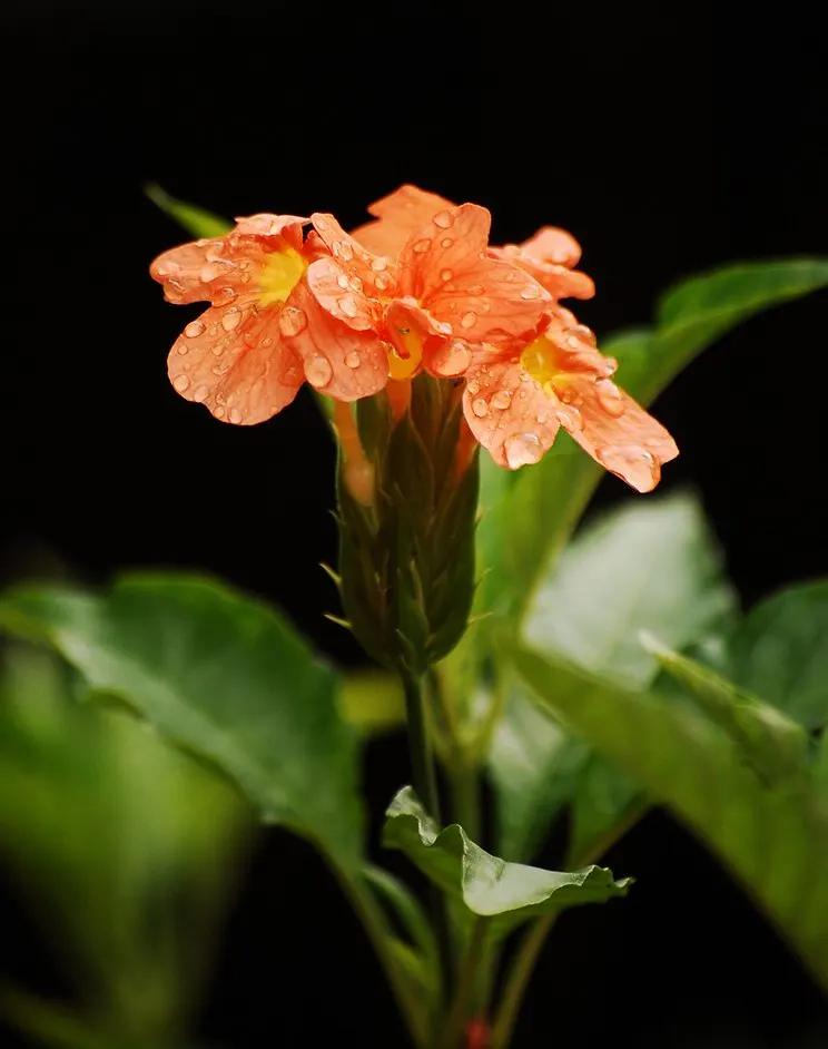 Firecracker Flower (Crossandra Infundibuliformis) — it is important to protect it from the harsh midday sun, image 77