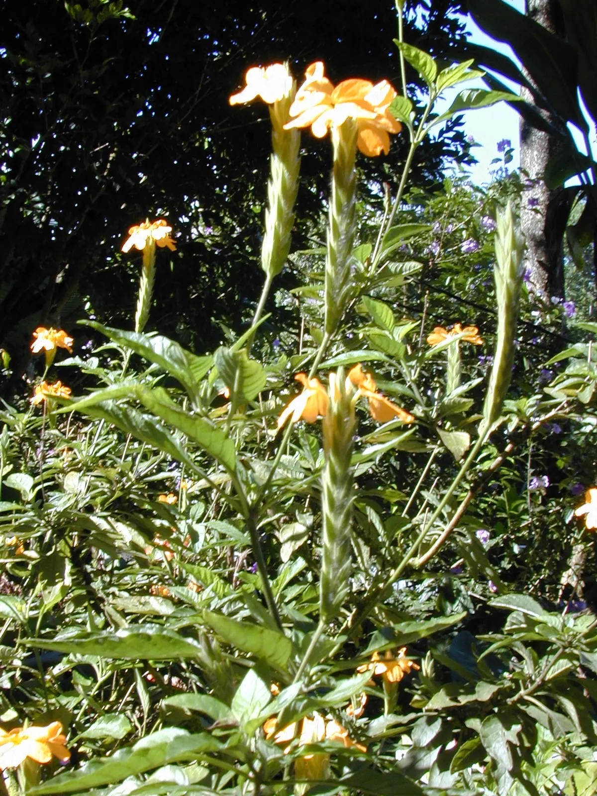 Firecracker Flower (Crossandra Infundibuliformis) — which makes it a perfect choice for garden nooks that need a splash of color