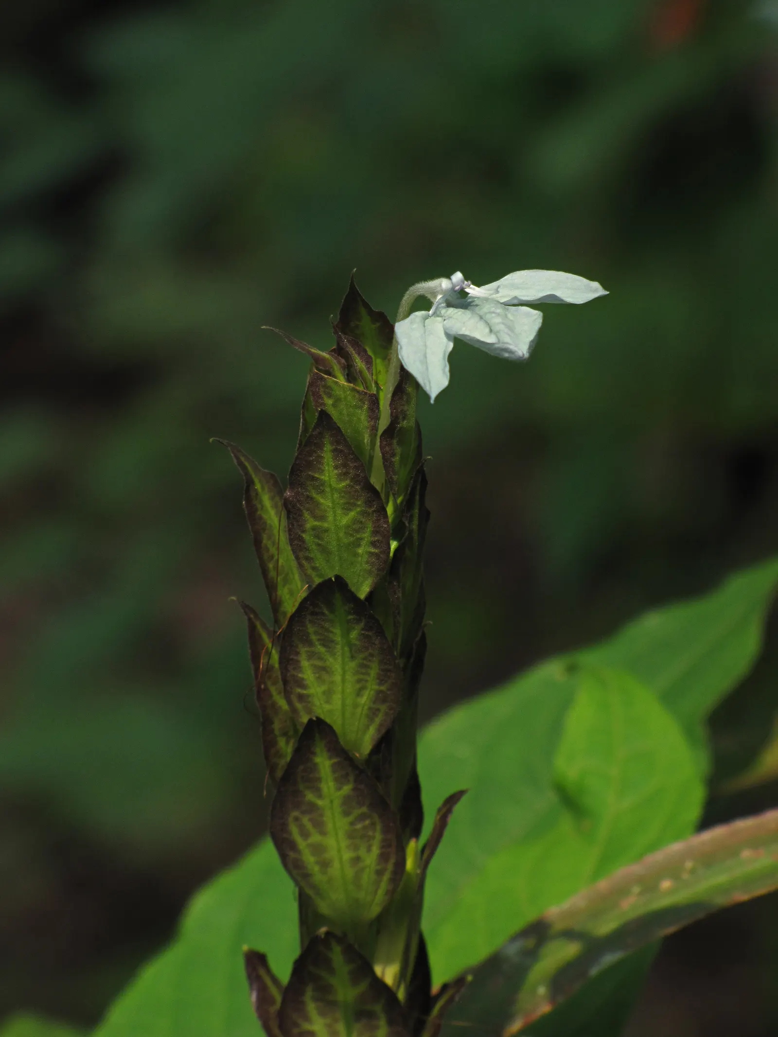 Firecracker Flower (Crossandra Infundibuliformis) — While it's a heat-loving species; this plant has a modest size, image 76