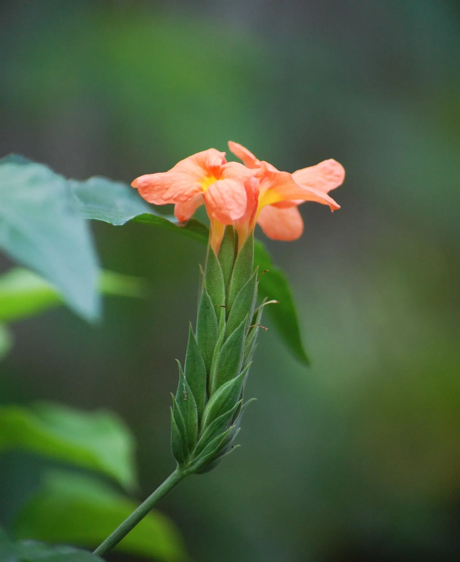 Firecracker Flower (Crossandra Infundibuliformis) — orange flowers in the garden; this lush plant boasts glossy green leaves and a profusion of, image 79