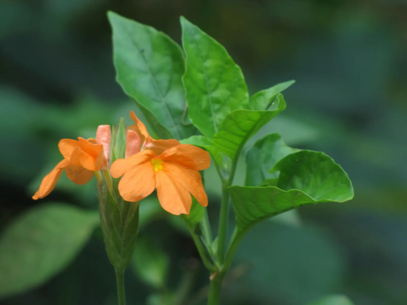 Firecracker Flower (Crossandra Infundibuliformis) — the Firecracker Flower requires consistently moist