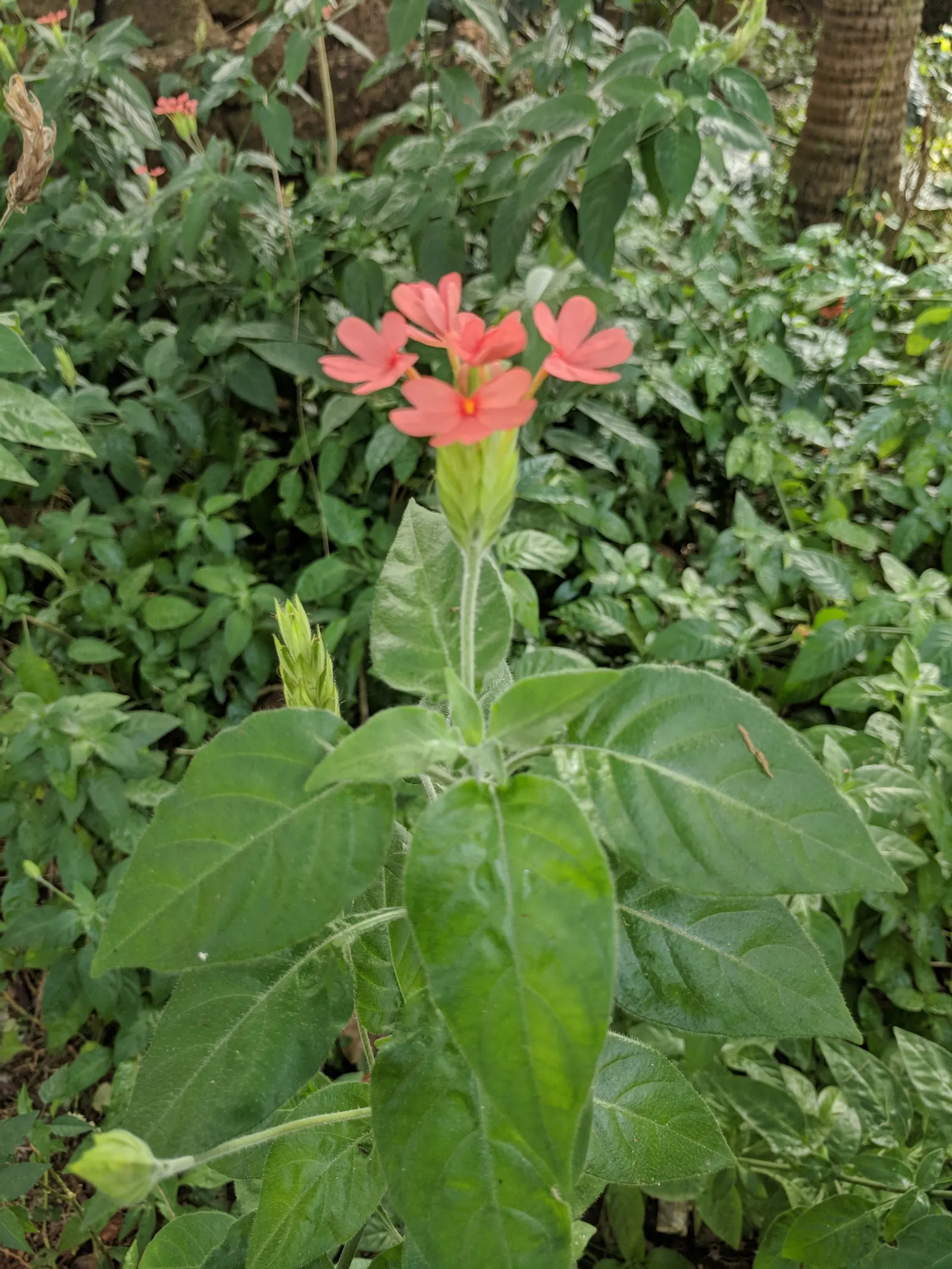 Firecracker Flower (Crossandra Infundibuliformis) — so it's well-suited for borders; which makes it a perfect choice for garden nooks that need a, image 72