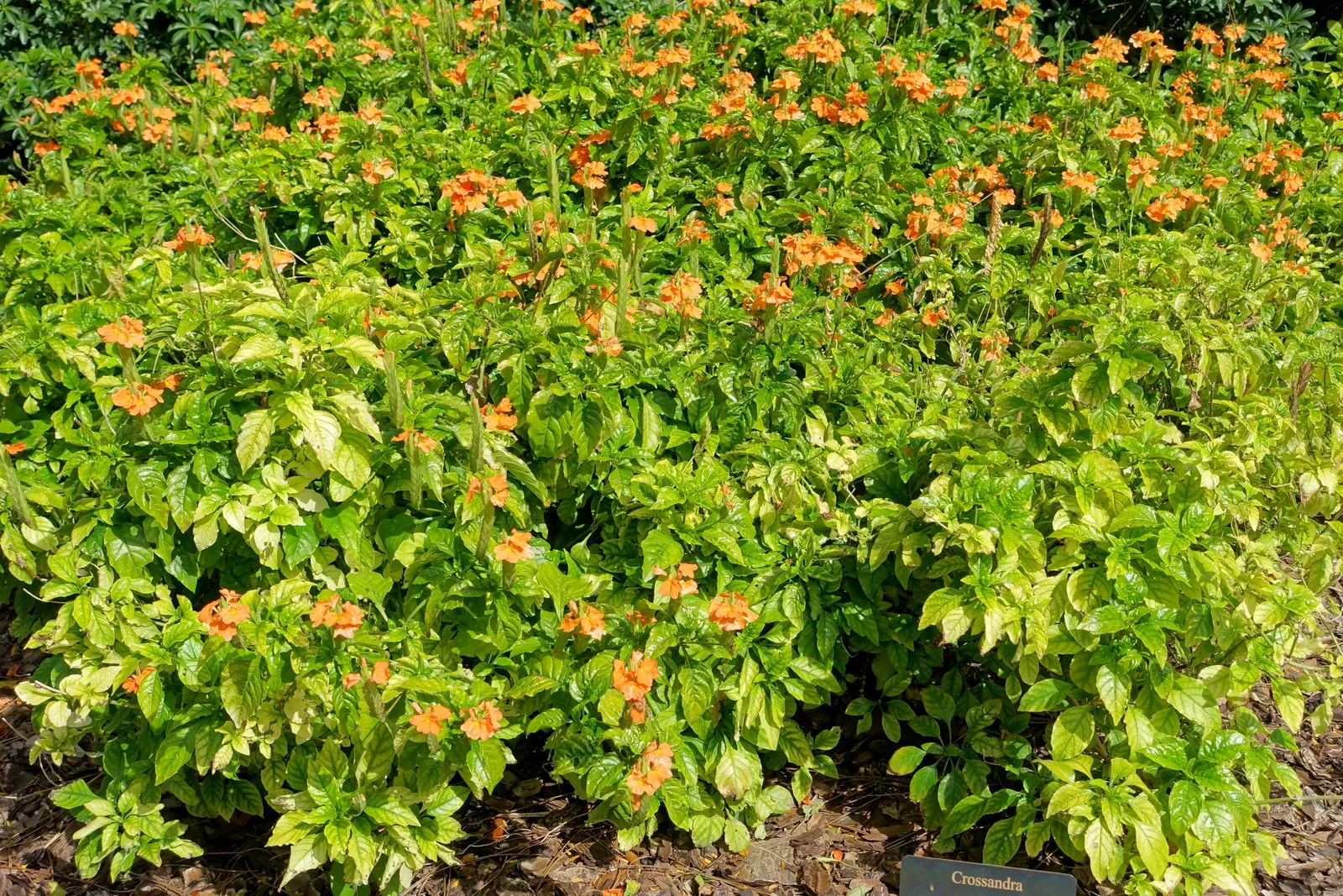 Firecracker Flower (Crossandra Infundibuliformis) — This perennial shines with high humidity and temperatures above 60&deg;F; orange flowers in the garden