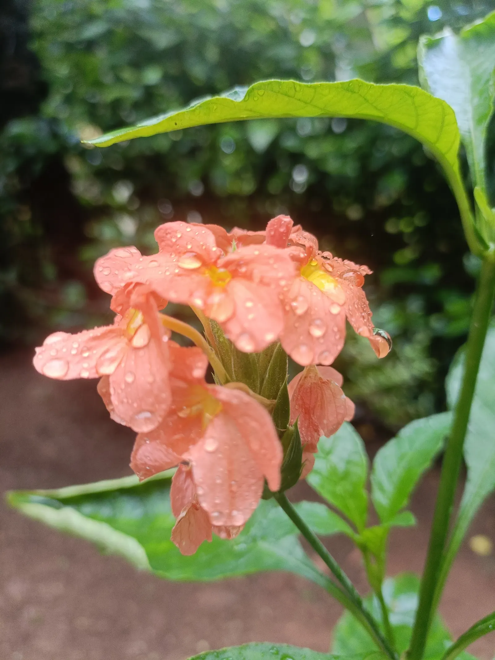 Firecracker Flower (Crossandra Infundibuliformis) — so it's well-suited for borders