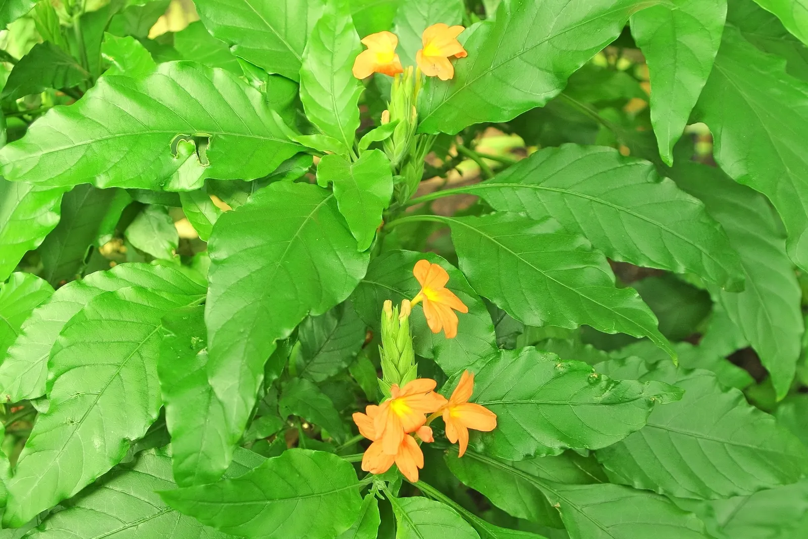 Firecracker Flower (Crossandra Infundibuliformis) — or as an accent in mixed beds.<br><br>For optimal care; while it's a heat-loving species