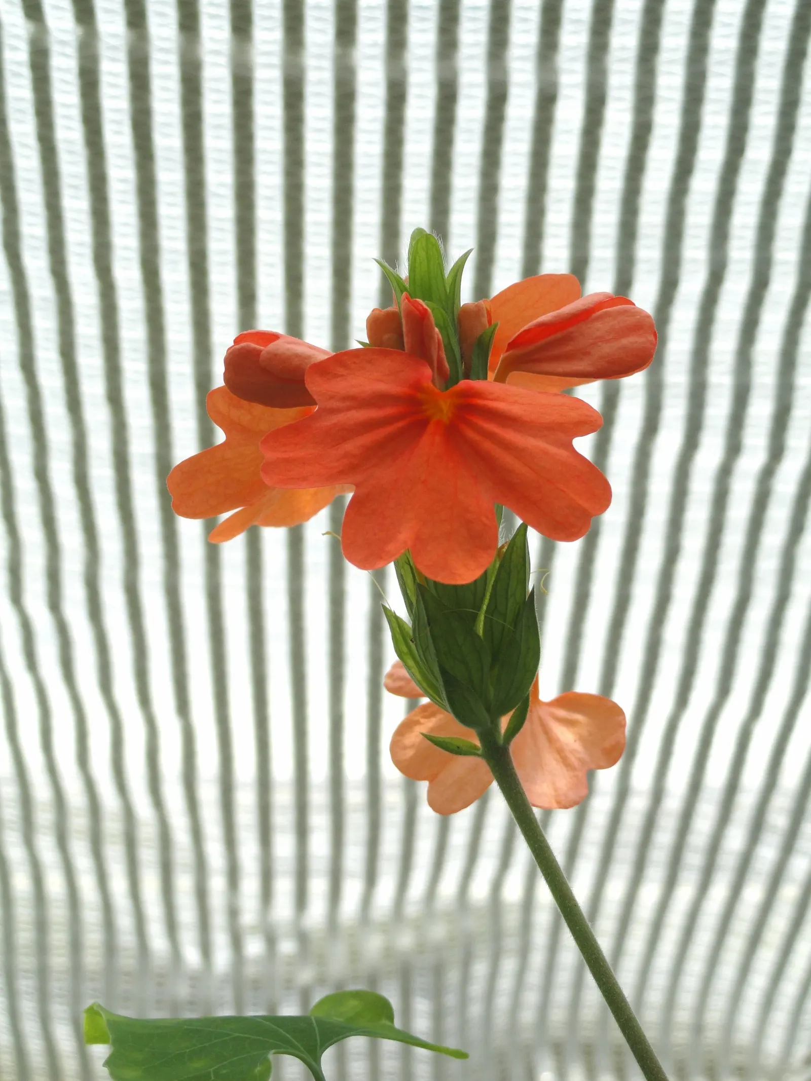 Firecracker Flower (Crossandra Infundibuliformis) — is a vibrant tropical perennial that can add a flush of lively color to any landscape design, image 62