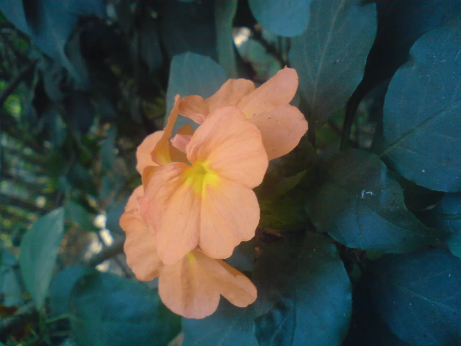Firecracker Flower (Crossandra Infundibuliformis) — It prefers partial shade and moist, well-draining soil; so it's well-suited for borders, image 57