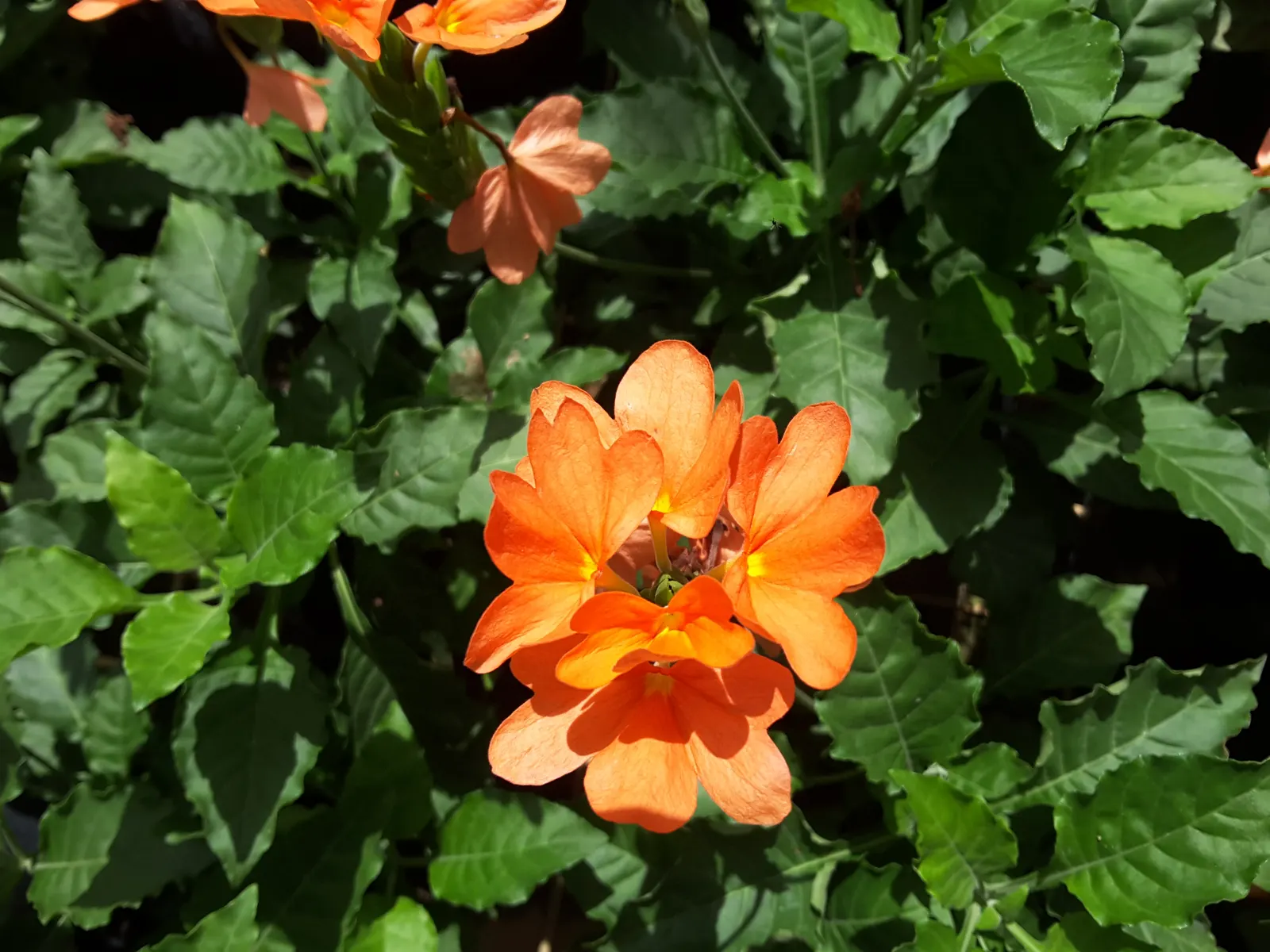 Firecracker Flower (Crossandra Infundibuliformis) — orange flowers in the garden