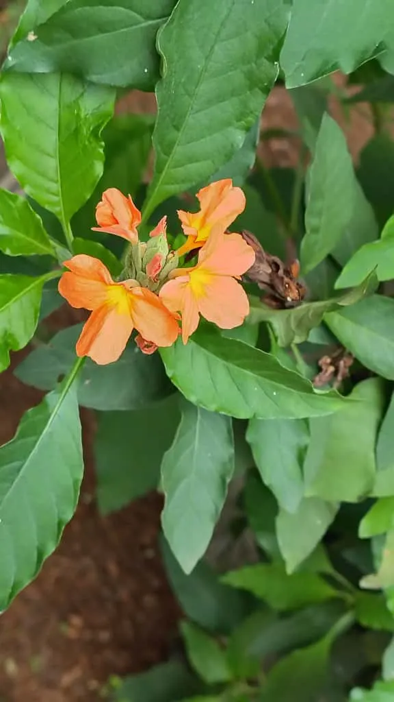 Firecracker Flower (Crossandra Infundibuliformis) — this lush plant boasts glossy green leaves and a profusion of bright orange; the Crossandra thrives best in