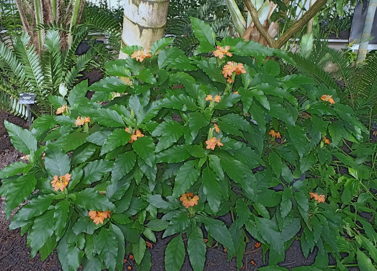 Firecracker Flower (Crossandra Infundibuliformis) — It prefers partial shade and moist, well-draining soil