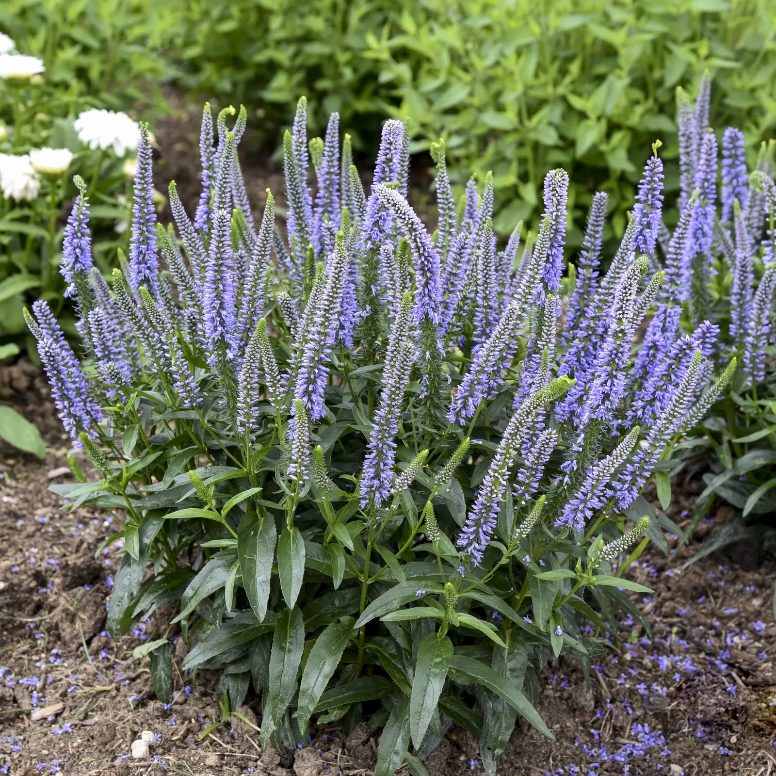 'Ever After' Spike Speedwell (Veronica hybrid) — It grows 14-16 inches tall and spreads 16-20 inches