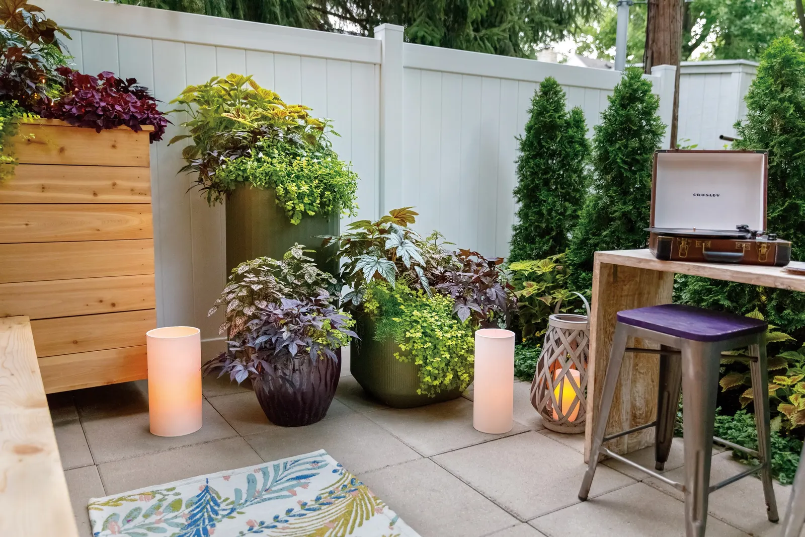 White Polka Dot Plant (Hypoestes phyllostachya) — It grows 16-22 inches tall and 8-14 inches wide, adding crisp pattern to shade designs; with green foliage
